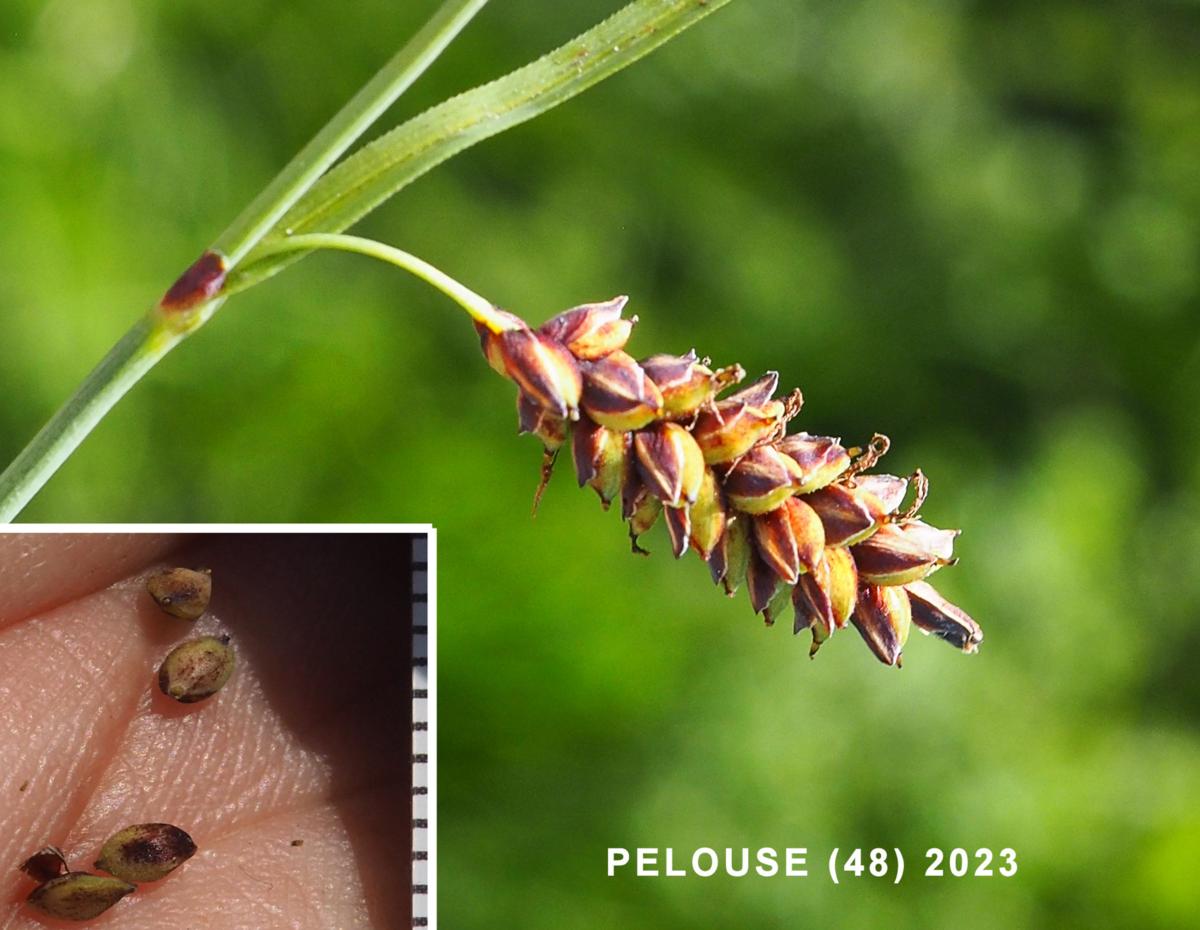 Sedge, Glaucous fruit